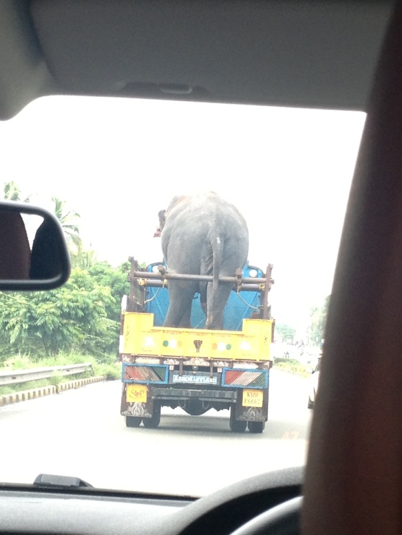 Elephant in truck Vibhu Kochi