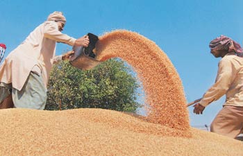 Food security grain
