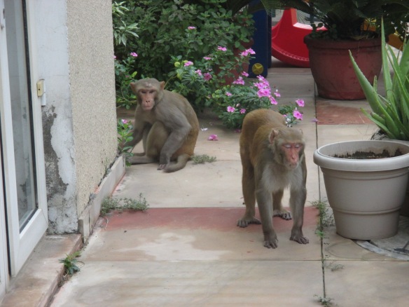 09-06 Indie and monkeys 016
