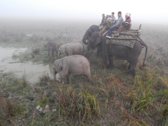 11-16 Rhinos on elephant 029