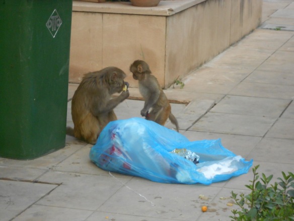 02-18 Monkeys-garbage 162